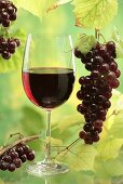 Glas Rotwein, rote Trauben und Weinblätter
