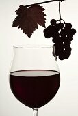 Glass of red wine and red grapes, backlit