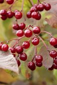 Guelder rose berries on branch (close-up)