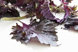 Red shiso leaves (Perilla)
