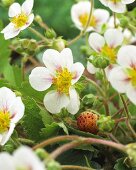 Strawberry flowers (Fragaria x ananassa)