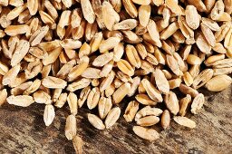 Grains of wheat on wooden background
