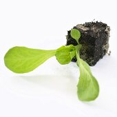 Young endive plant (Cichorium endivia)