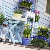 Verschiedene Frühlingsblumen in Töpfen auf einem Balkon