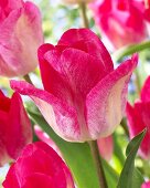 Tulips, variety: Gander's Rhapsody