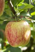 Apfel der Sorte 'Delcorf' am Zweig