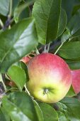 Äpfel der Sorte 'Elstar' am Zweig