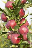 Red apples, variety 'Tonnes', on the tree