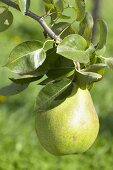 Pear, variety 'Doyenne de Comice', on the branch