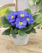 Frühlingsprimel (Primula acaulis), Sorte: Hethor Clear Blue