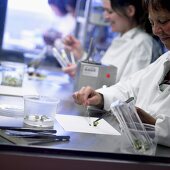 Pflanzen werden in einem Labor untersucht