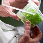 Plants being examined in a laboratory