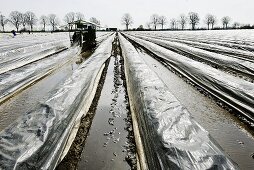 Asparagus field covered in plastic