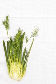 Fennel bulb with leaves