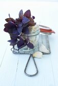 Purple basil and garlic in a preserving jar