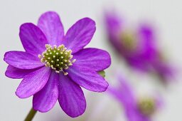 Japanese liverwort flower (hepatica japonica benisuzume)