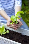 A girl holding a lettuce seedling