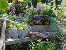 White Transparent apples, potatoes and kohlrabi on garden seat