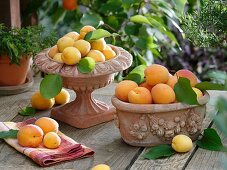 Fresh apricots in terracotta containers