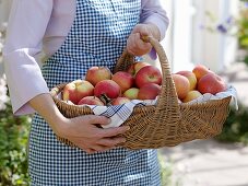 Woman holding basket of apples