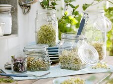 Various sprouting seeds in jars