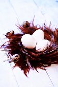 Hens' eggs and quails' eggs in nest of feathers