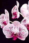 Pink speckled orchids