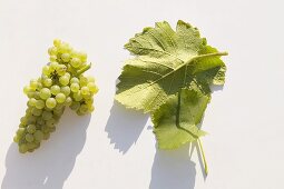 White wine grapes, variety 'Weisser Burgunder'
