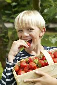 Blonder Junge mit Erdbeerkiste beisst in eine Erdbeere