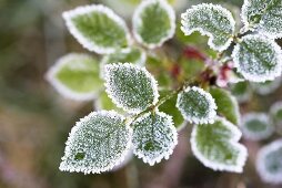 Rosenblätter mit Rauhreif