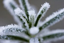 Frost auf Rosmarinzweig