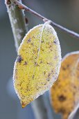 Blatt an einem Zierapfelbaum im Winter