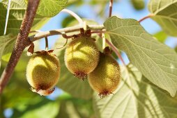 Kiwi fruits on the tree