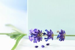 Lavendelzweig mit Blüten