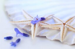 Seesterne mit Lavendelblüten auf Muschelschale