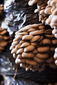 Oyster mushrooms on a mushroom farm