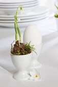 Snowdrops in egg cups