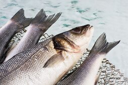 Fresh sea bass in a wire basket