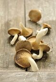 A pile of fresh king trumpet mushroom