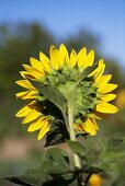 A sunflower in a garden