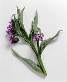 Comfrey (Symphytum officinale)