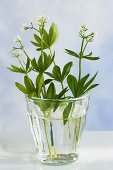Woodruff in a glass of water
