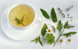 A cup of verbena tea with fresh herbs