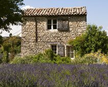 A lavender field and a stone house near Vaison-La-Romaine, Provence