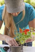 Frau setzt Kapuzinerkressepflanze in Blumentopf