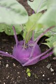 Kohlrabi in a vegetable patch