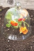 Nasturtiums under a glass cloche in a flower bed