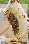 A beekeeper holding up a honeycomb of bees
