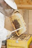 A beekeeper harvesting honey