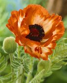 Oriental poppy (Papaver orientale 'Flamenco')